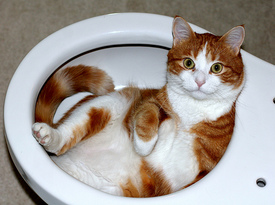 recubejimcattoilet.jpg