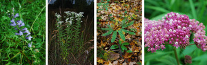 summer flowers-2.jpg