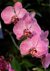 042212_orchids.jpg