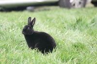 Carley_mini_rex_rabbit.JPG