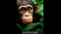 Chimpanzee.jpg