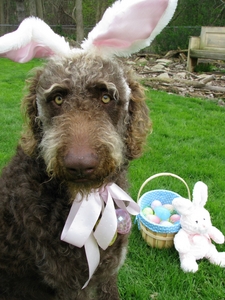 Fozziebunny.JPG