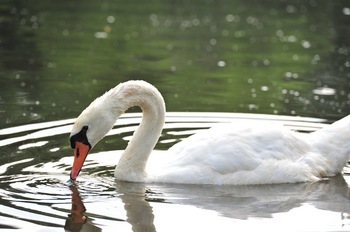 Gallup_Park_swan.jpg