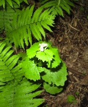 Garlic-Mustard-300x225.jpg