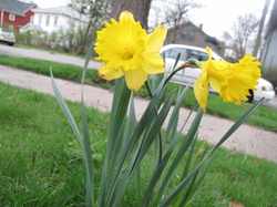 Yellowdafs.jpg