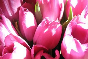 bouquet-of-pink-tulips.jpg