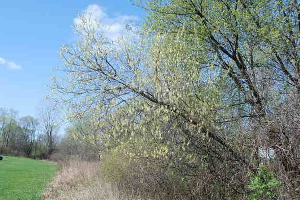 boxelder in bloom.JPG