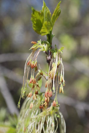 boxelder male flower.JPG