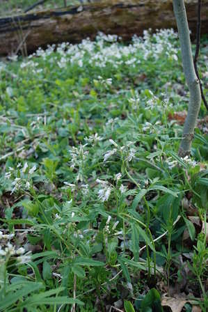 cutleaf toothwort woods2.JPG