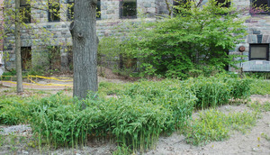 Woodlands Garden Centre on Small Woodland Garden In The Center Of Campus  Solomon S Seal