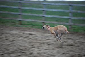 Levitt-April-2012-rescue-dogs