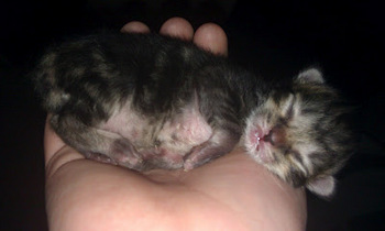 kitten.jpg