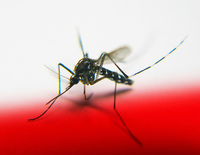 Alexander-April 2012-Cat Heartworms- Mosquito