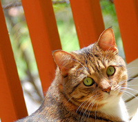 Alexander-April 2012- Cat Heartworms-Outdoor Cat