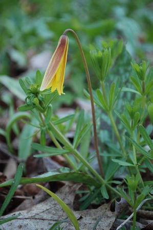 trout lily flower.JPG