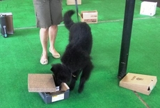 bodhibelgiansheepdognosework.JPG