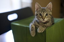 dphiffercat.jpg