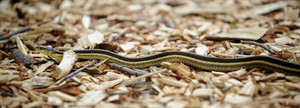 garter_snake.JPG