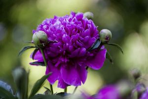 052512_PEONYGARDEN_JMS12.jpg