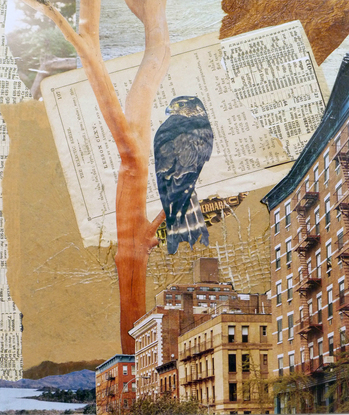 Hawk-in-the-City-collage-11x9.5.jpg