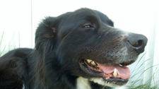 charliedog.JPG
