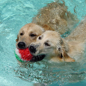 Levitt-June-2012-dogs-swimming