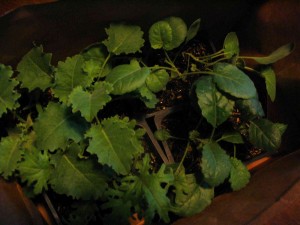 seedlings1-300x225.jpg