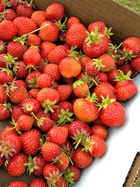 Thumbnail image for strawberries.jpg