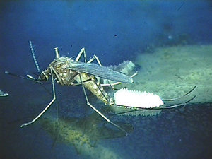 070312_CULEX_MOSQUITO.jpg