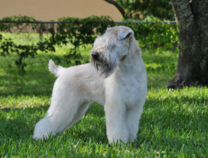 Levitt-July-2012-Sunny