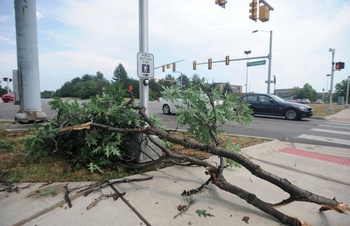 branches_in_road.jpg