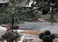 downed_tree.jpg