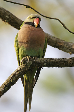 lipkeeparakeet.jpg