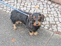 wire-haired_dachshund.jpg