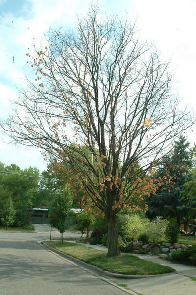 081512_DROUGHT_TREES.jpg