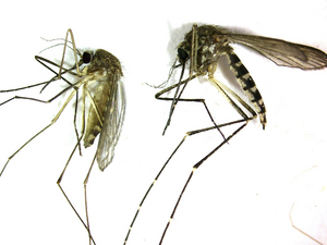 082412_WESTNILE.JPG