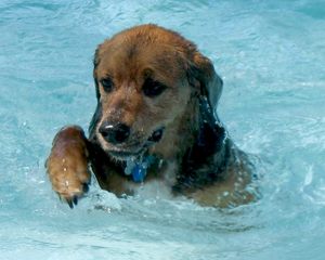 Levitt-August-2012-dog-swimming
