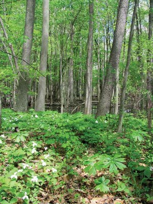 draper-houston_preserve.jpg