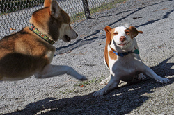 intangibleartsdogspark.jpg