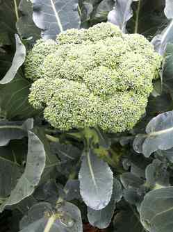 Broccoli.jpg