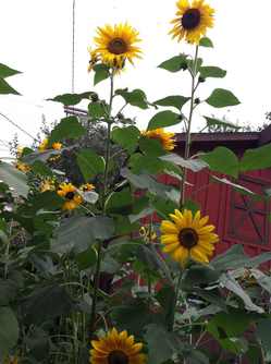 Sunflowers2012.jpg
