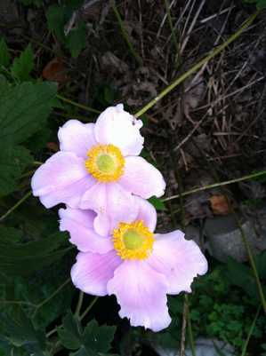 anemone.jpg