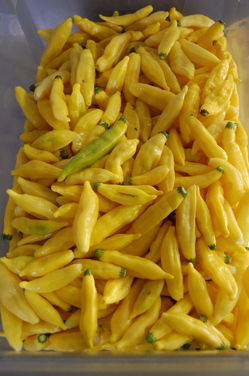 The Brinery peppers.JPG