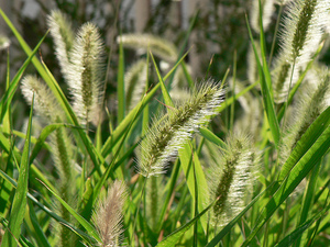 crystallineradicalfoxtail.jpg