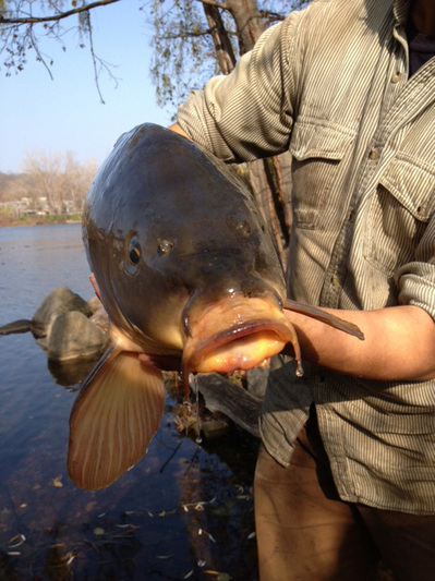 Carp Traps  Center for Humans and Nature