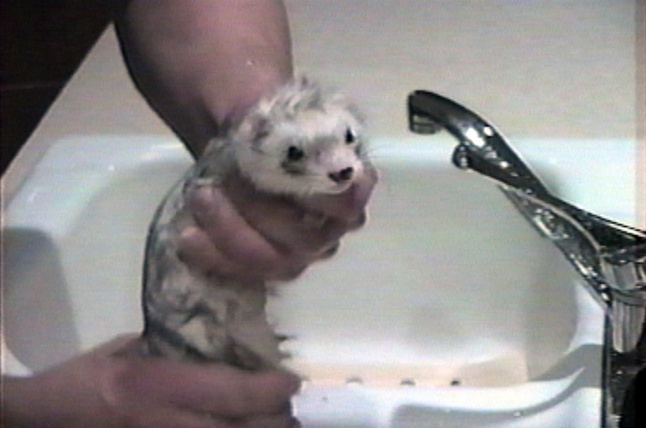 ferretfun.jpg