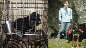 CockerSpaniels.jpg