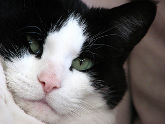 SiLVerR-13cat.jpg