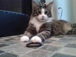 kitten.JPG