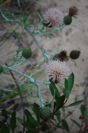 pitchers_thistle1.jpg